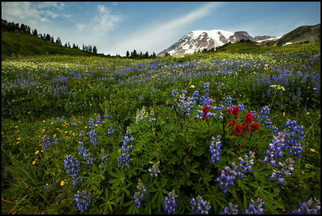 Обои картинки фото природа, луга, цветы, лугг, трава, гора