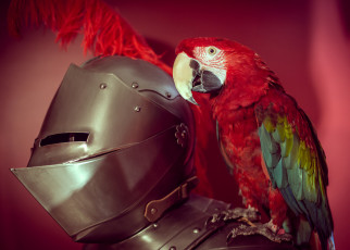 Картинка животные попугаи птица попугай латы доспехи