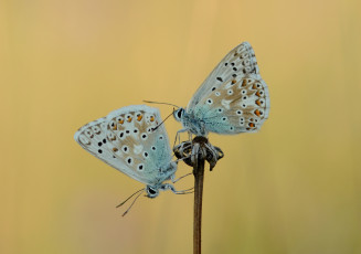 Картинка животные бабочки +мотыльки +моли усики крылья бабочка макро