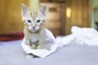 Картинка животные коты кошка котенок сероглазый взгляд портрет