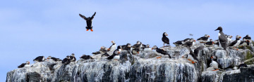 Картинка животные тупики небо вода скала птицы