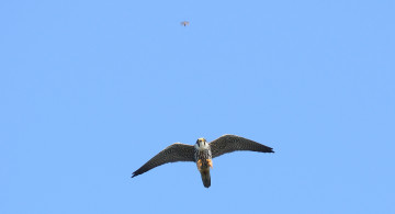 Картинка животные птицы+-+хищники небо насекомое погоня сокол