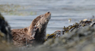 Картинка животные выдры +каланы +ондатры чухается вода выдра