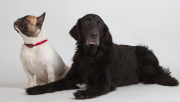 Картинка животные собаки друзья фон