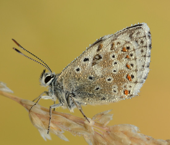 Обои картинки фото животные, бабочки,  мотыльки,  моли, макро, усики, крылья, бабочка