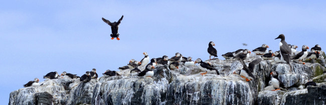 Обои картинки фото животные, тупики, небо, вода, скала, птицы