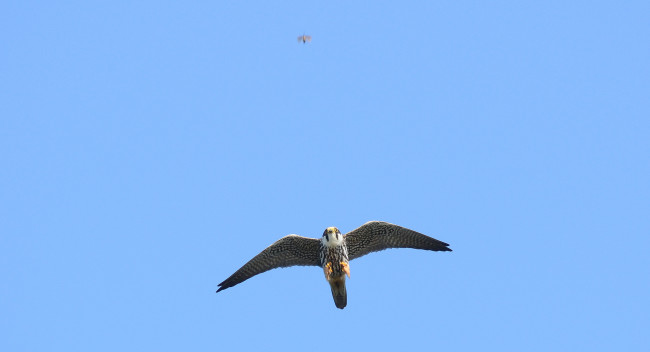 Обои картинки фото животные, птицы - хищники, небо, насекомое, погоня, сокол