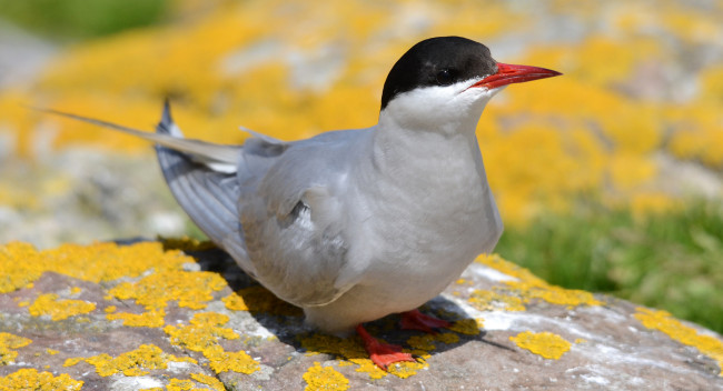 Обои картинки фото животные, птицы, клюв, птица, макро