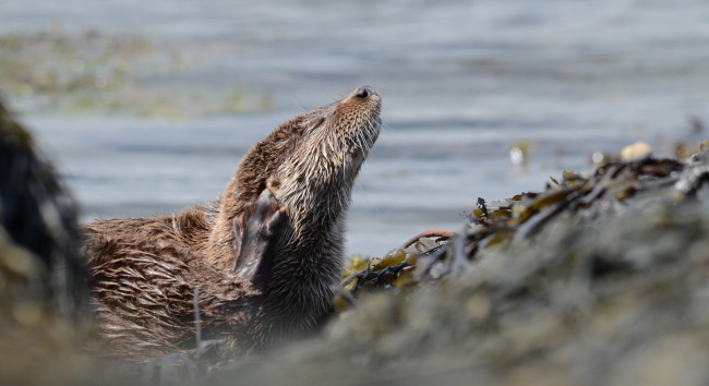 Обои картинки фото животные, выдры,  каланы,  ондатры, чухается, вода, выдра