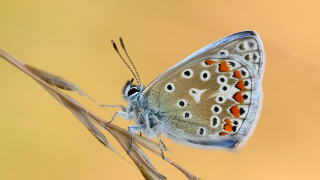 Обои картинки фото животные, бабочки,  мотыльки,  моли, усики, крылья, бабочка, макро