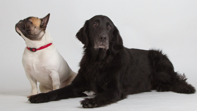 Обои картинки фото животные, собаки, друзья, фон