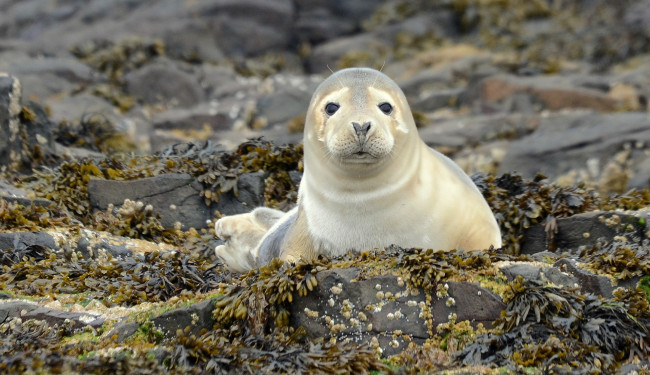 Обои картинки фото животные, тюлени,  морские львы,  морские котики, водоросли, берег, зверь, взгляд, морской
