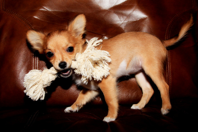 Обои картинки фото животные, собаки, кресло, игра, щенок, собака