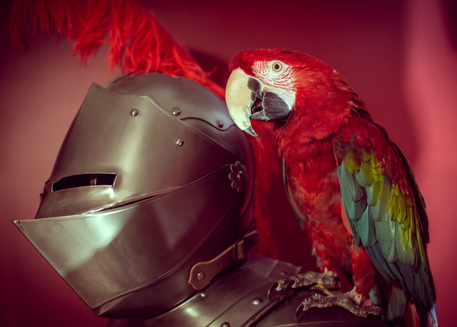 Обои картинки фото животные, попугаи, птица, попугай, латы, доспехи