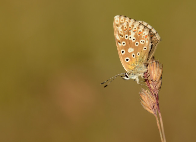 Обои картинки фото животные, бабочки,  мотыльки,  моли, бабочка, крылья, макро