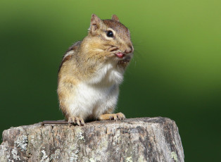 Картинка животные бурундуки бурундучок