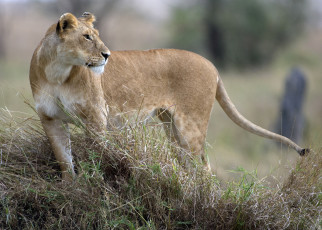 Картинка животные львы львица