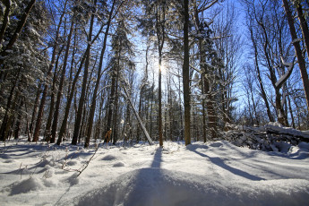 Картинка природа зима снег