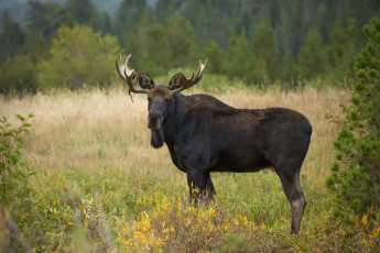 Картинка животные лоси сохатый