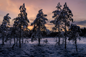 Картинка природа зима снег