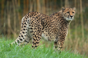 Картинка животные гепарды гепард