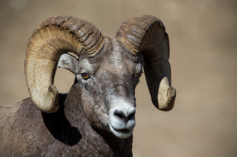 Картинка животные козы козерог