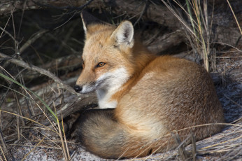 Картинка животные лисы лисичка