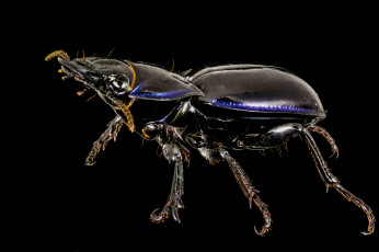 Картинка животные насекомые жучок