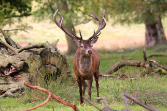 Картинка животные олени олень рога