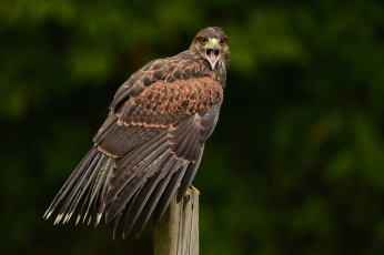 Картинка животные птицы+-+хищники орел