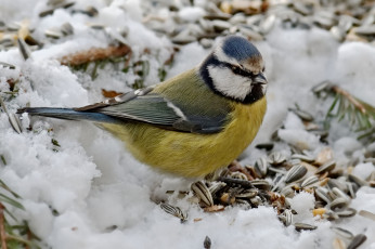 Картинка животные синицы +лазоревки птичка