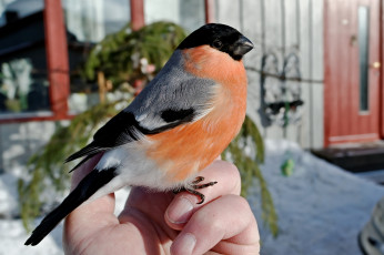 Картинка животные снегири птичка