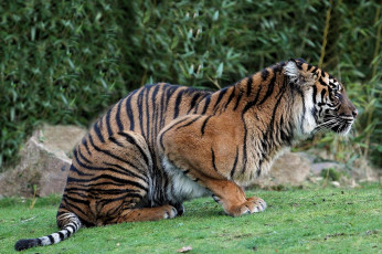 Картинка животные тигры хищник