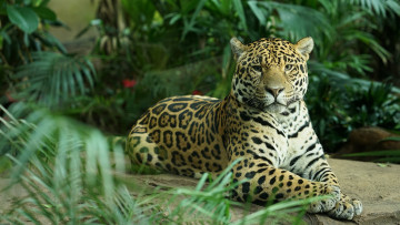 Картинка животные леопарды хищник