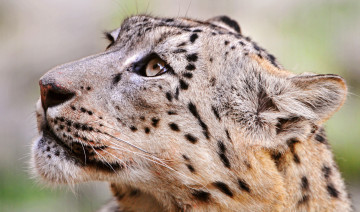 Картинка животные снежный+барс+ ирбис взгляд морда голова барс