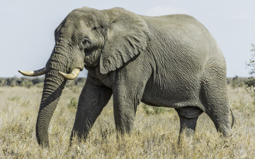 Картинка животные слоны слон