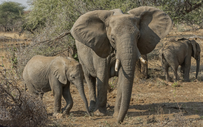 Обои картинки фото животные, слоны, семья