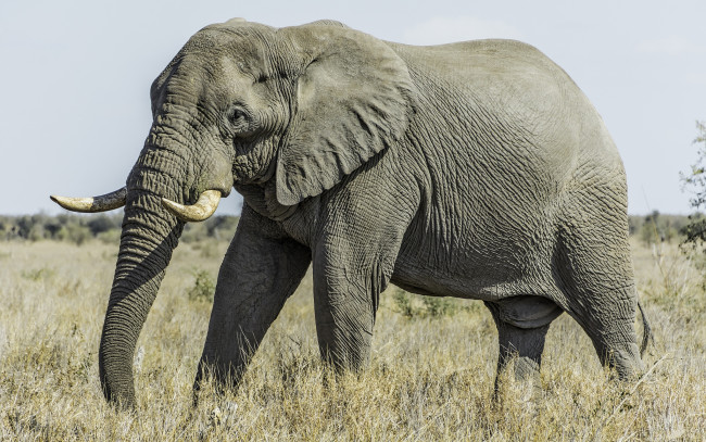 Обои картинки фото животные, слоны, слон