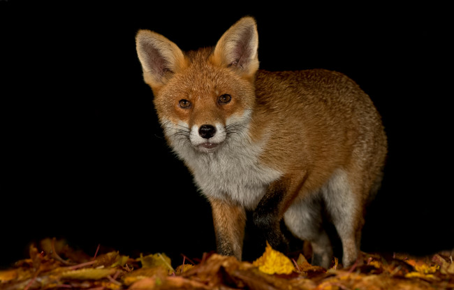 Обои картинки фото животные, лисы, лисичка