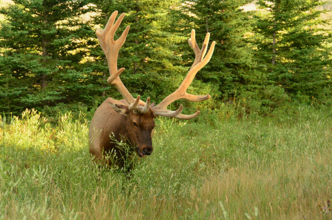 Обои картинки фото животные, олени, рога, олень
