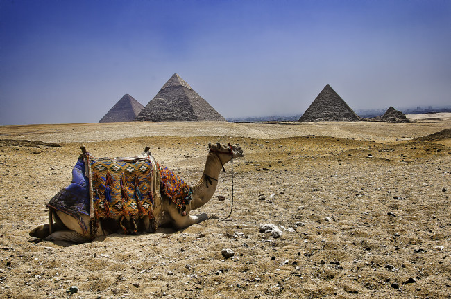 Обои картинки фото животные, верблюды, пустыня