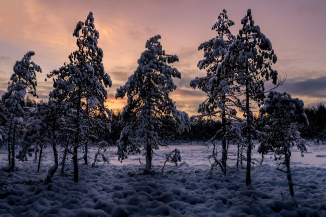 Обои картинки фото природа, зима, снег