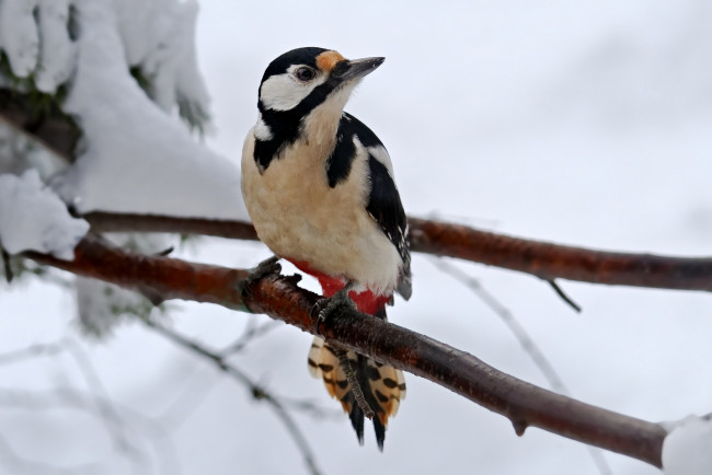 Обои картинки фото животные, дятлы, птичка