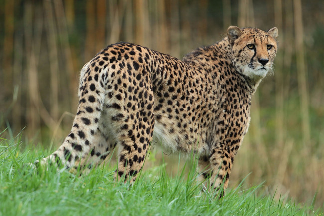 Обои картинки фото животные, гепарды, гепард