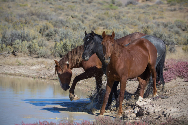 Обои картинки фото животные, лошади, водопой