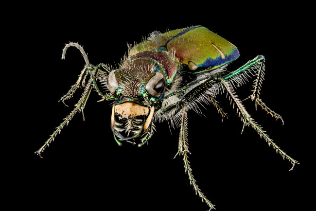 Обои картинки фото животные, насекомые, жучок