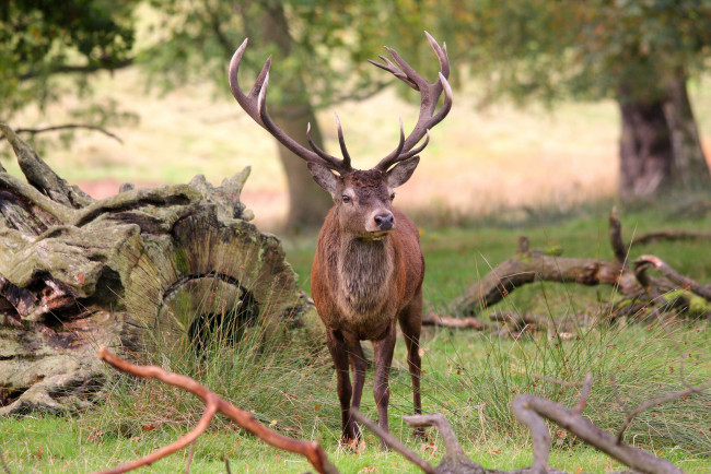 Обои картинки фото животные, олени, олень, рога