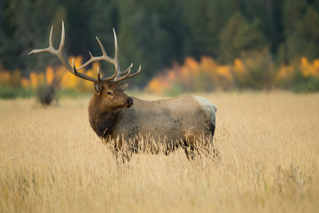 Обои картинки фото животные, олени, рога, олень