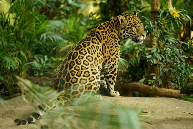 Обои картинки фото животные, Ягуары, ягуар