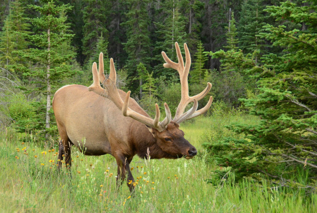 Обои картинки фото животные, олени, марал